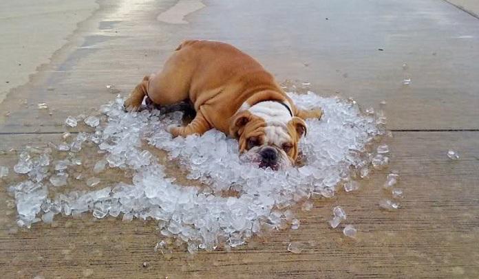 Cooling Dog