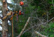 emergency tree removal service