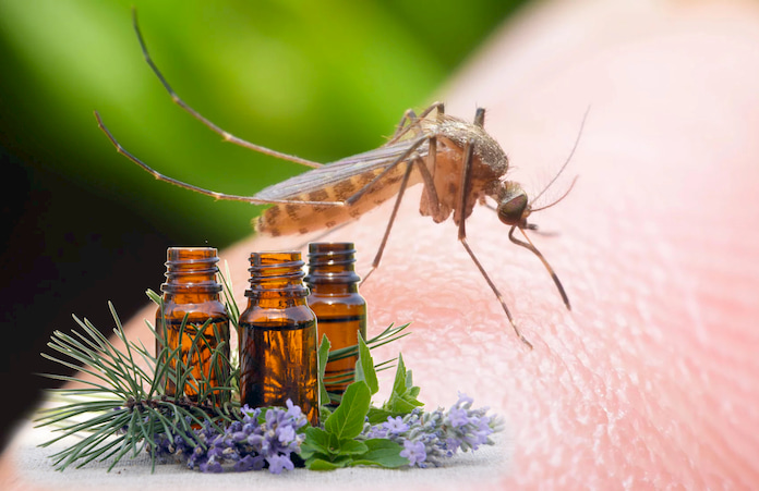 Best-Essential-Oils-for-Mosquito-Bites