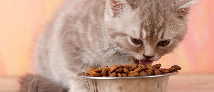 cat eating from food bowl