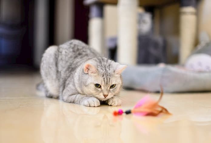 cat playing in the house