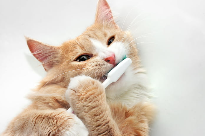 cat with toothbrush