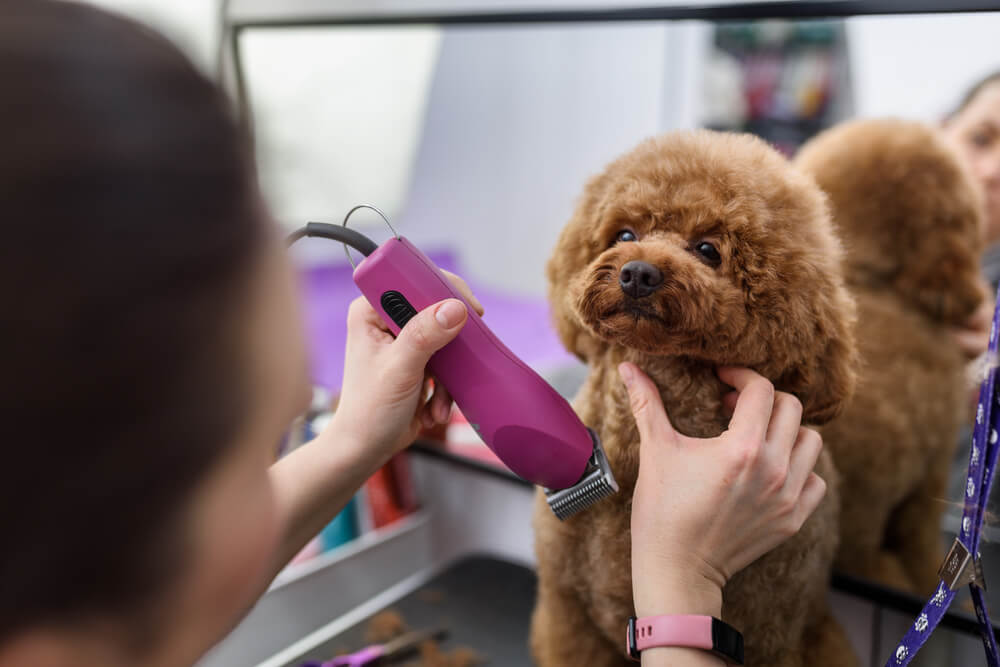 grooming a dog with a clipper