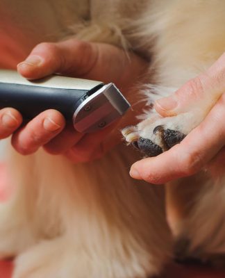 grooming clippers