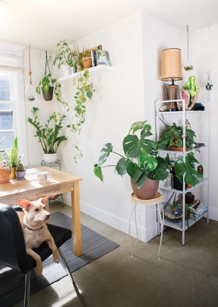 a room with plants, table, chair and a dog