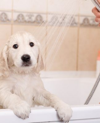 Puppy showering