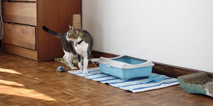 Proper Litter Box for cats