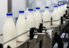 Row of milk bottles on a conveyor belt in a dairy processing plant.