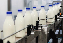 Row of milk bottles on a conveyor belt in a dairy processing plant.
