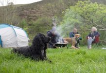 a black dog camping with his owners up in the mountain