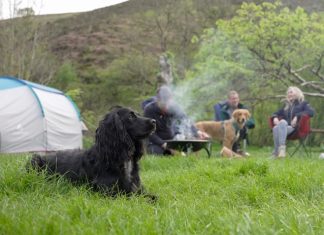 a black dog camping with his owners up in the mountain