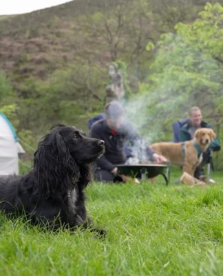 a black dog camping with his owners up in the mountain